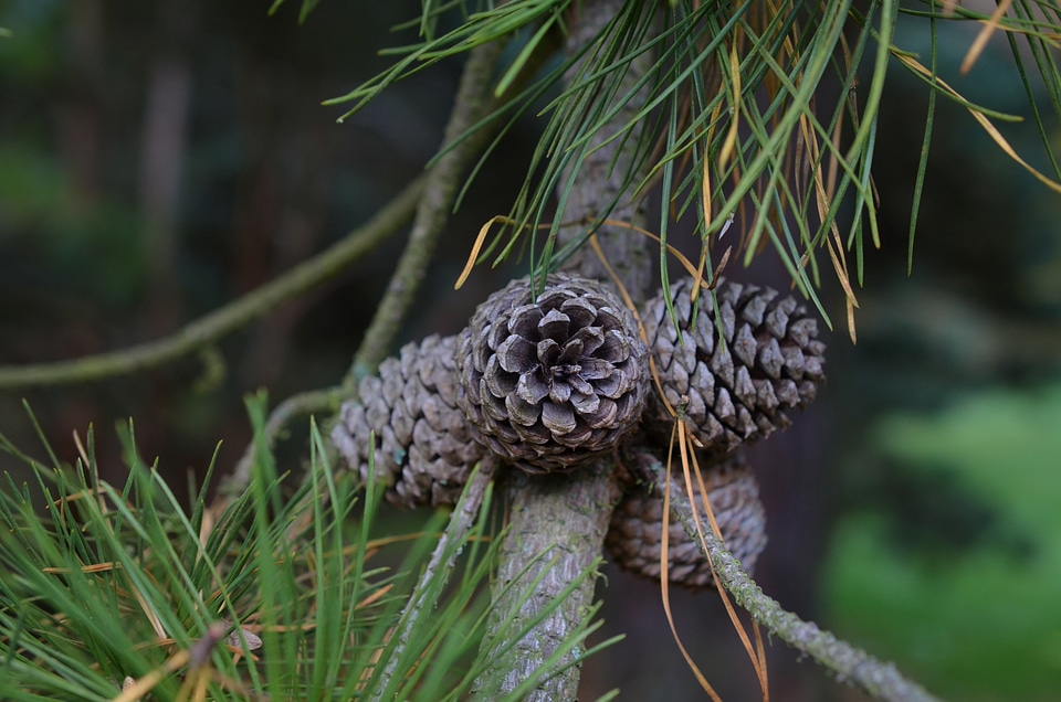 Conifer forest pine family