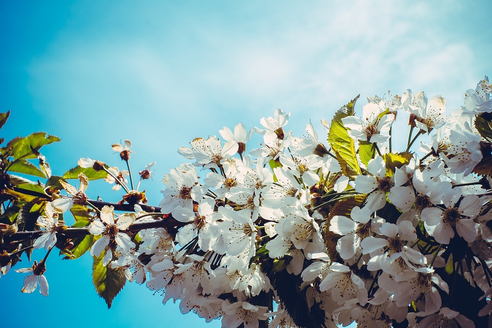 Cherry spring pink photo