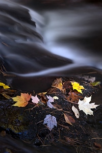 Autumn Leaves and River photo