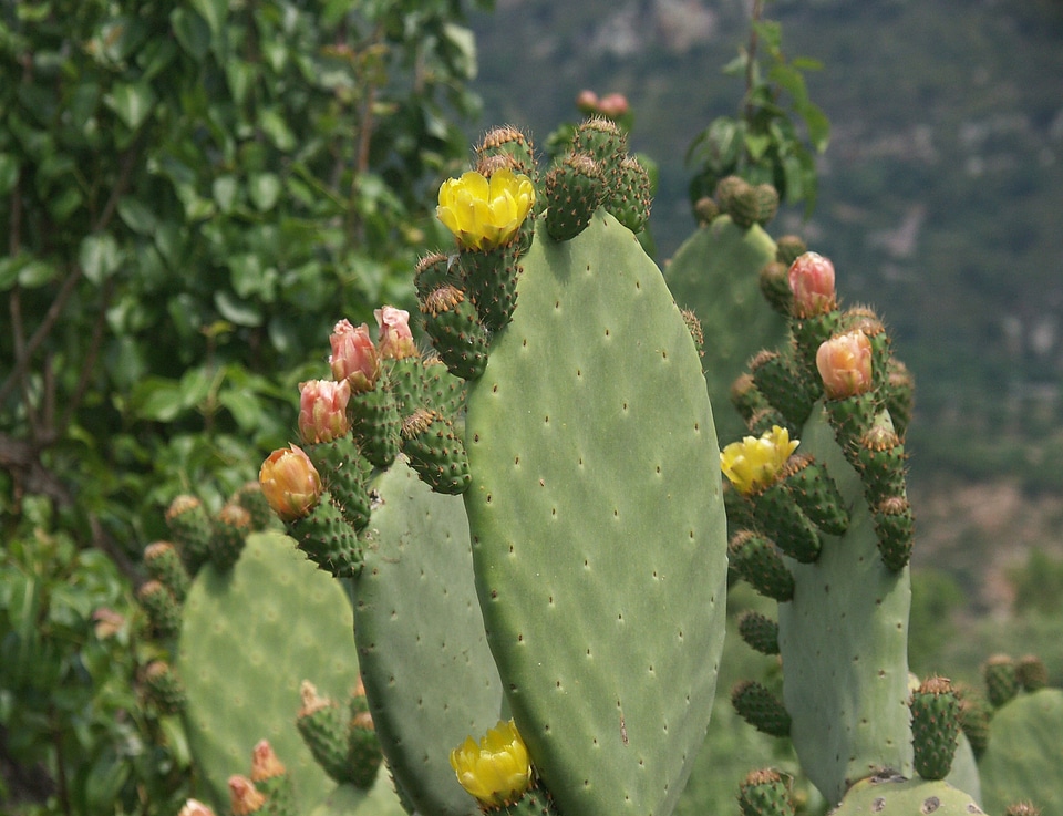 Blossom bloom plant