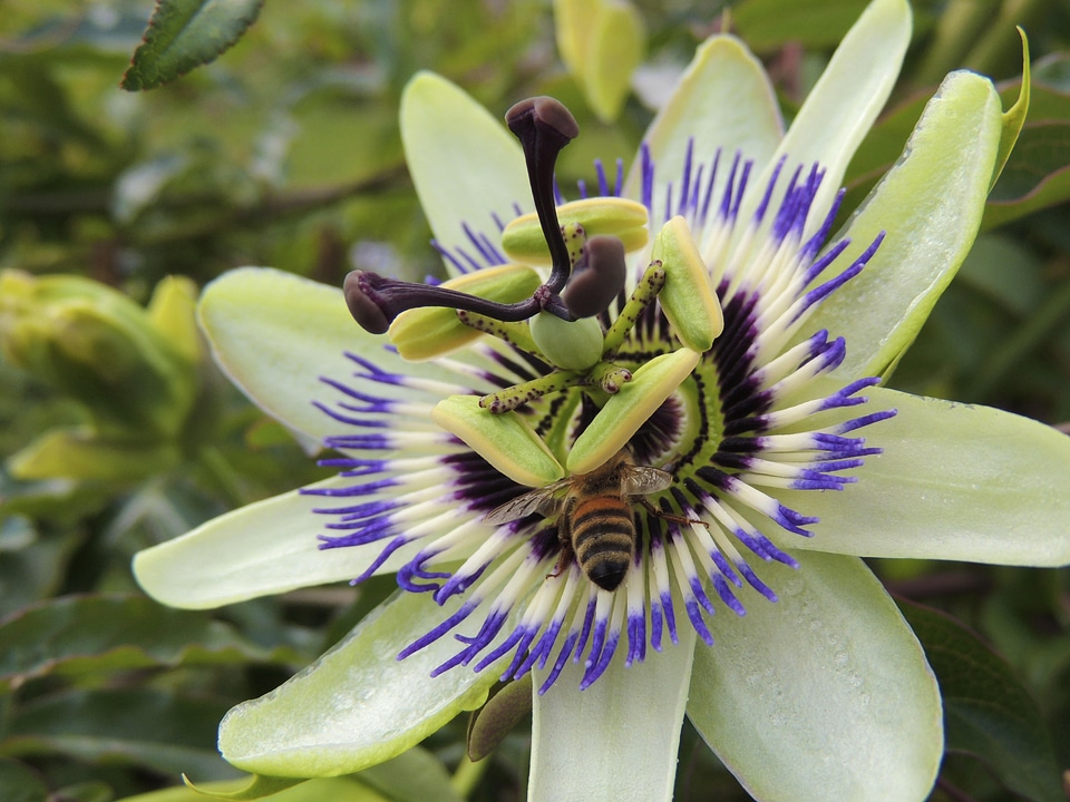 Pollen nectar yellow photo