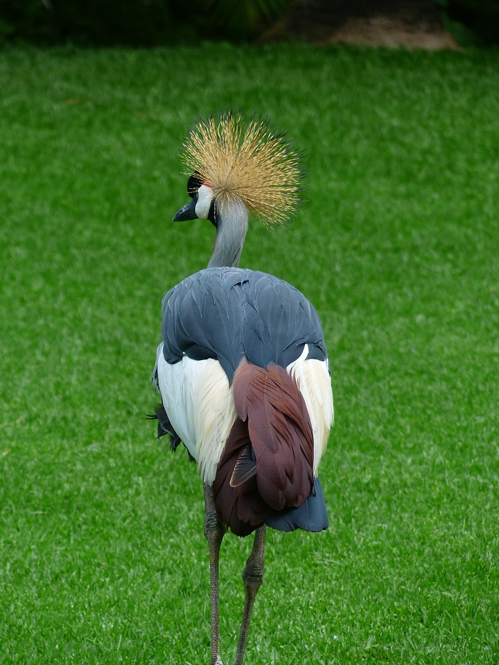 South africa grey crowned crane grey crowned crane balearica regulorum