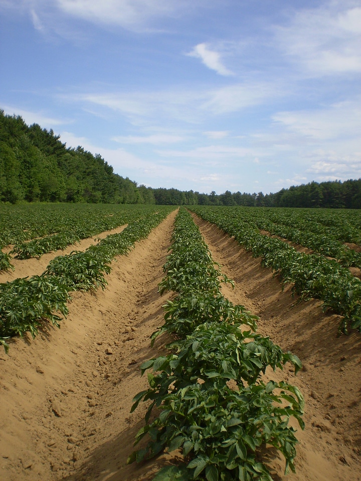 Farming plants potatoes