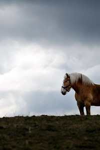 Horse on Pasture photo