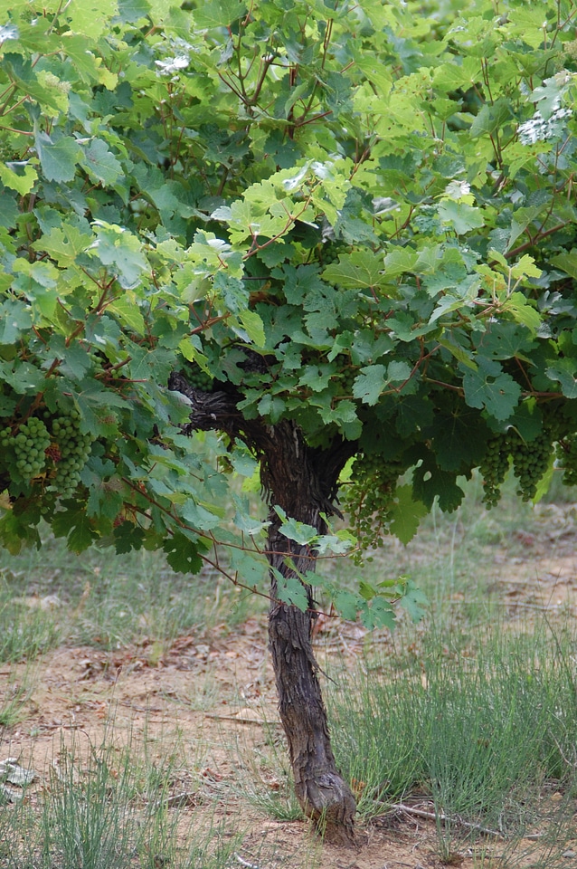 Vine grape nature