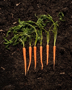 Raw Carrots on Soil photo