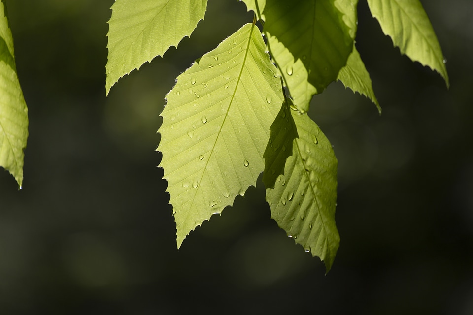 Tree Leaves Close Up photo