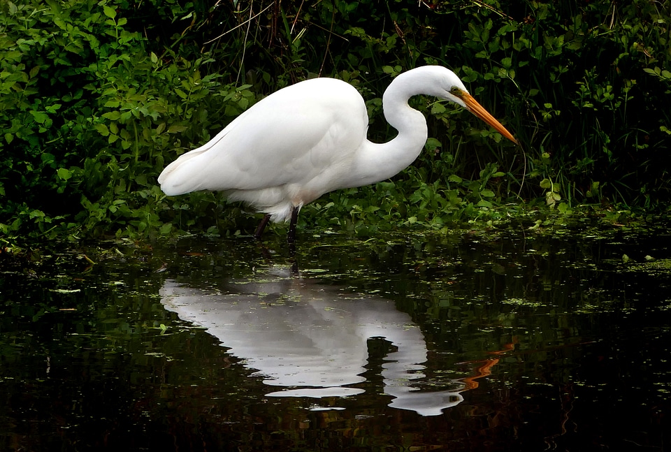 White Heron photo