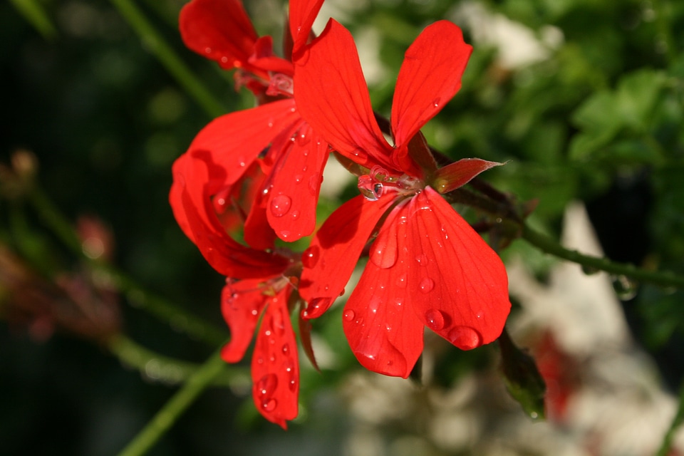 Pelargonium summer flowering garden and balcony plant