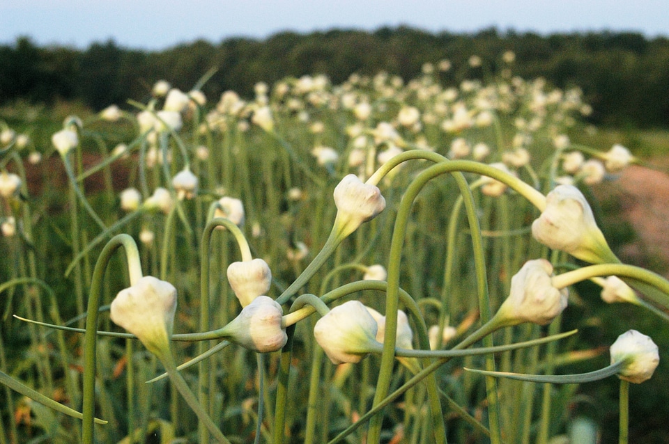 Garlic Flower Buds photo