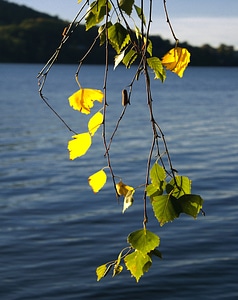 Summer green yellow