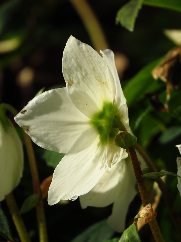 Blossom bloom plant