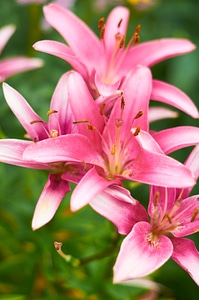 Beautiful Pink Flowers photo