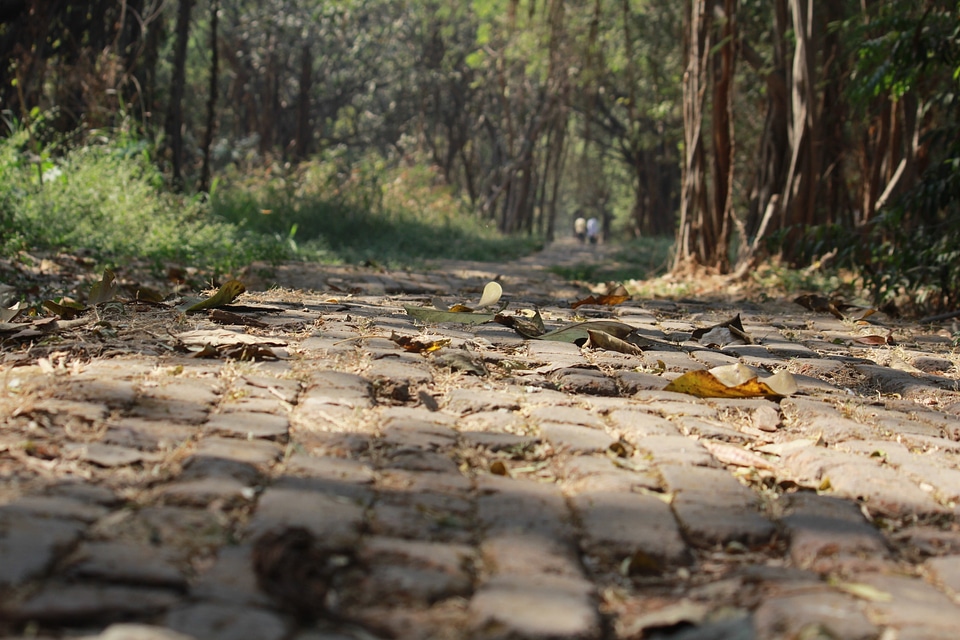 Greenery path outdoor