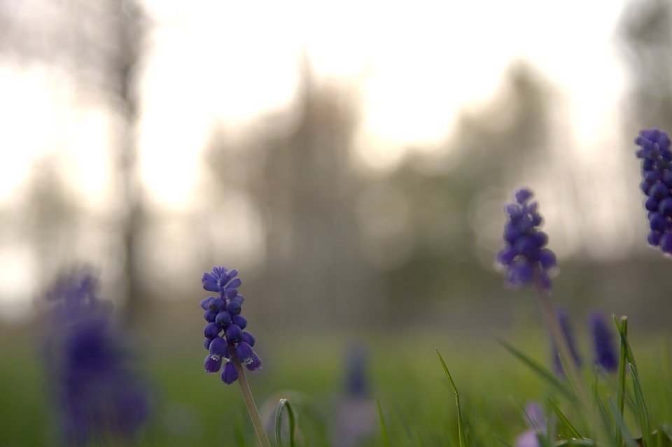 Small Blue Flowers