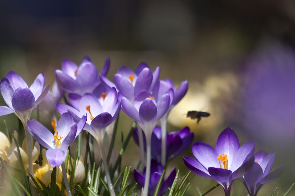 Flowers blossom bloom