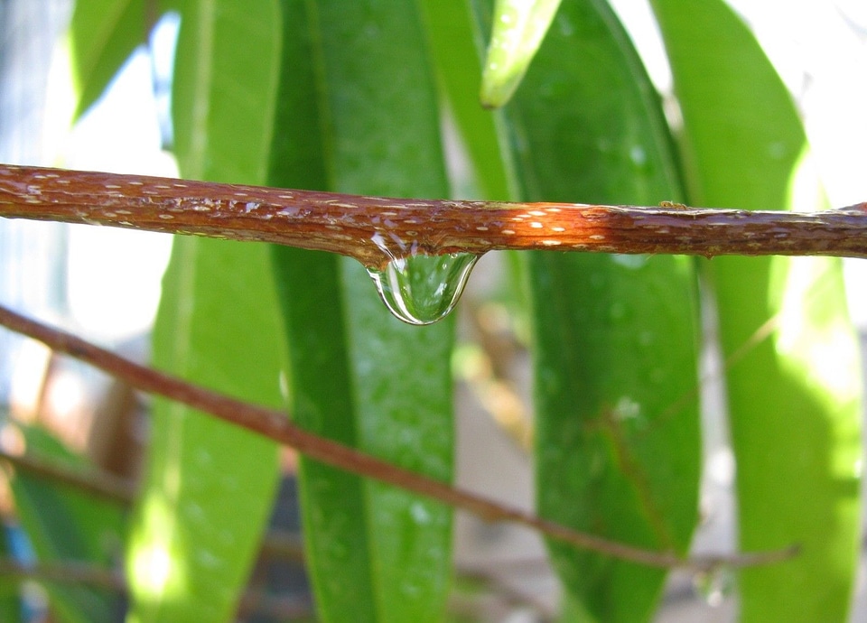 Transparent clear tree