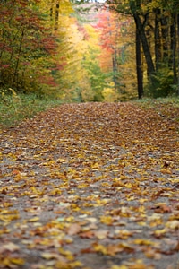 Autumn Foliage Path photo