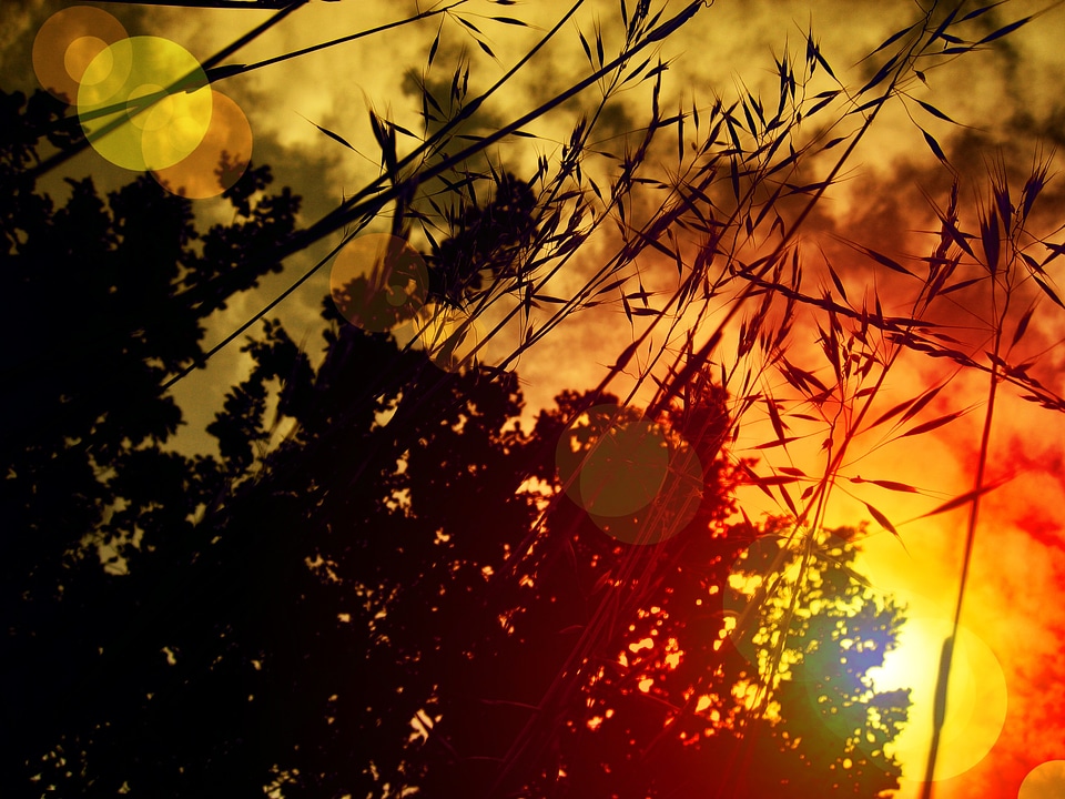 Grasses sky evening sky