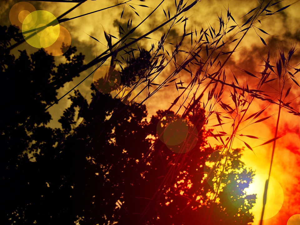 Grasses sky evening sky photo