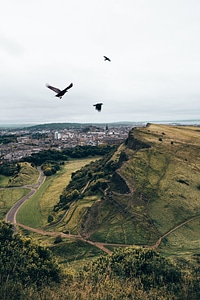 Crows Flying Over Mountains photo