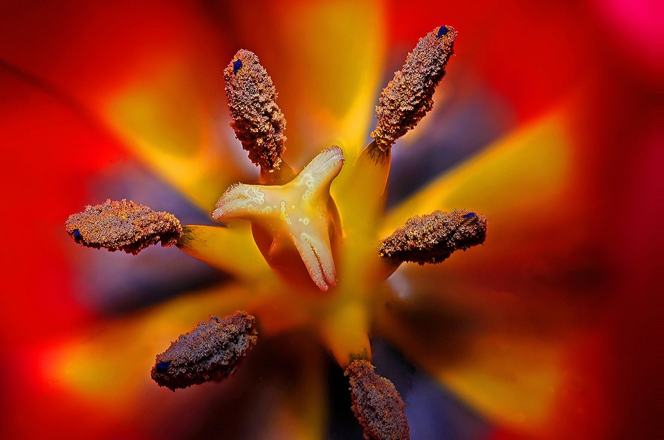 Floral nature plant