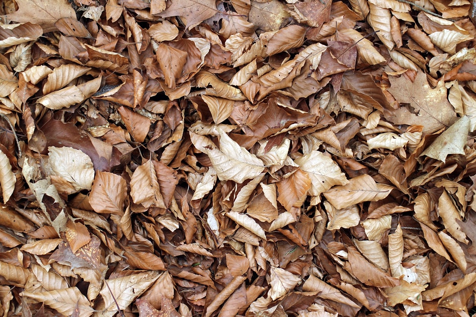 Leaves fall foliage sheet rain