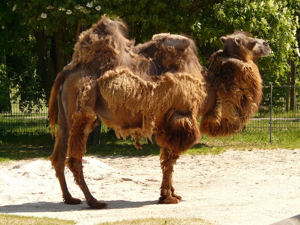 Beast of burden livestock desert