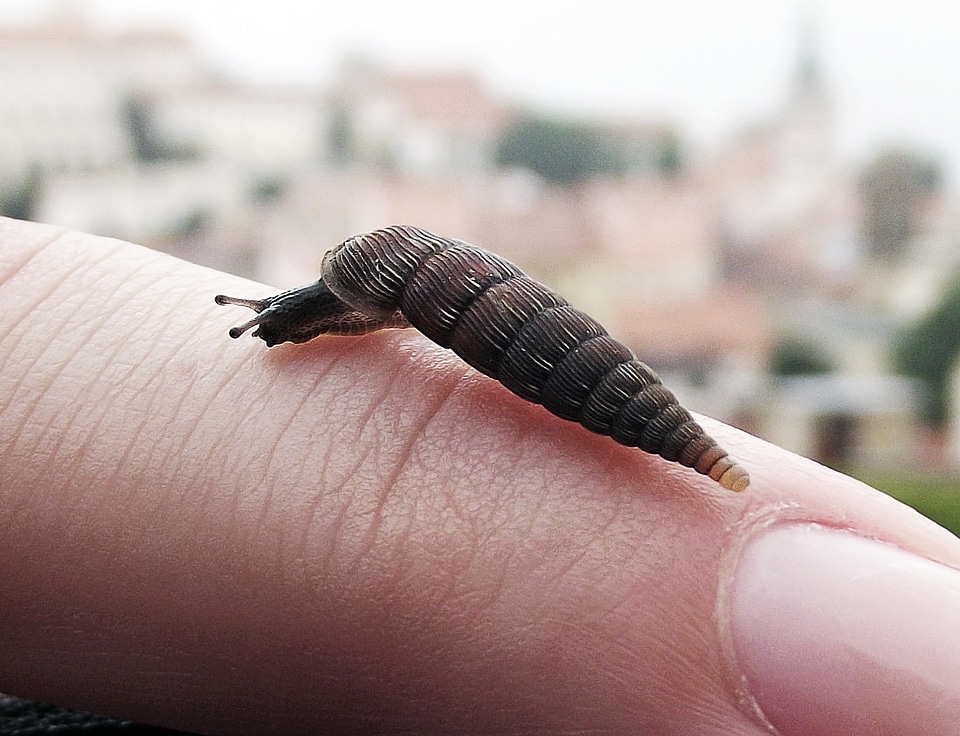 Worm finger invertebrate