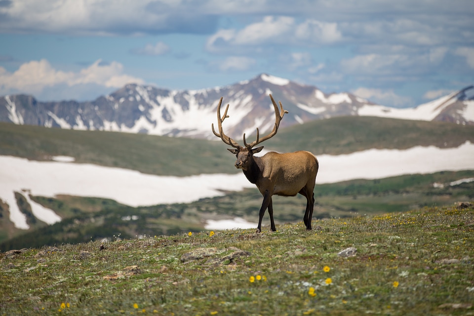 Reindeer Mountain Snow