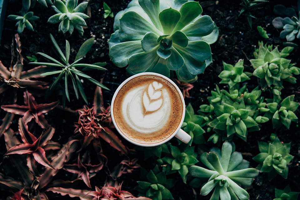 Cappuccino Pot Plant