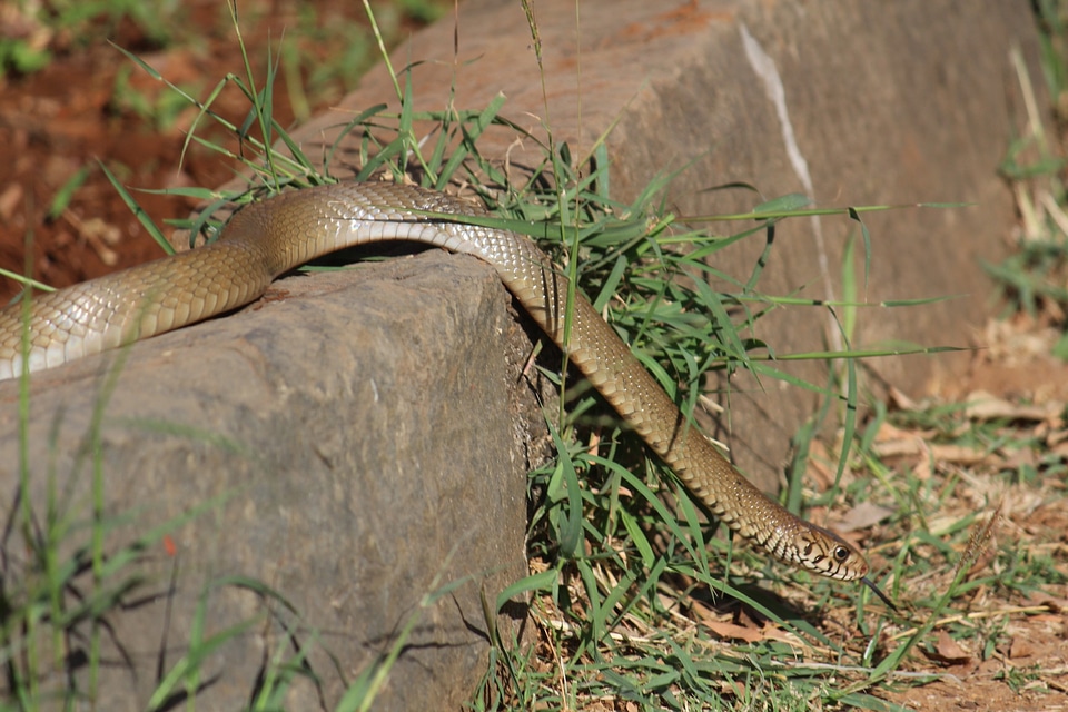 Scales close-up brown snake