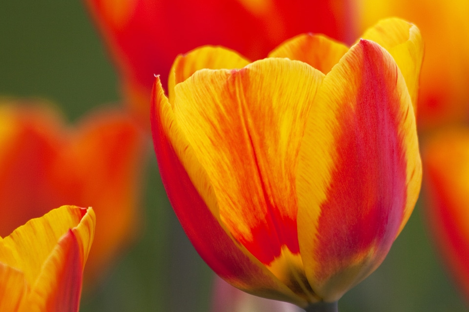 Flowers tulips schnittblume