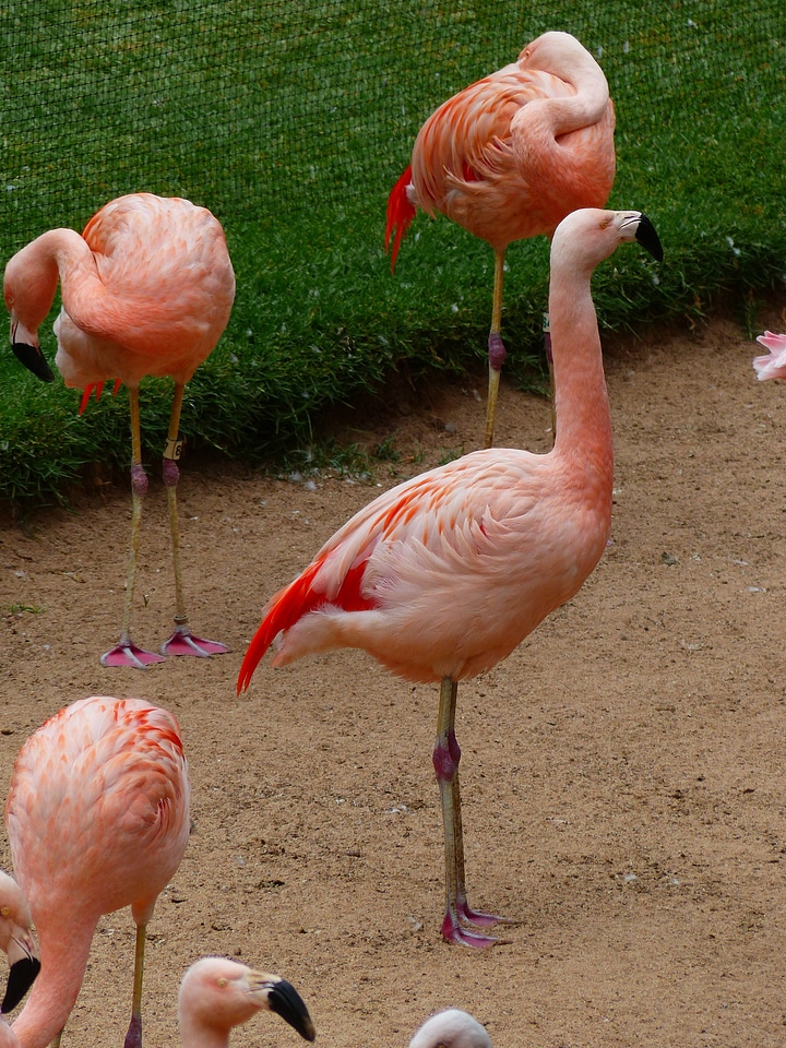 Animals phoenicopteridae phoenicopteriform