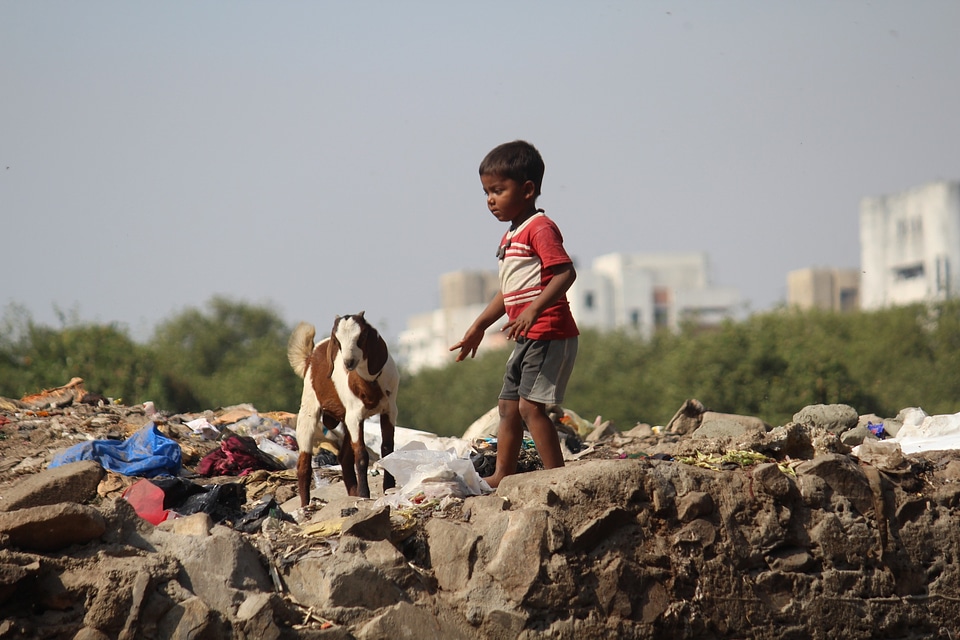 Goat street india
