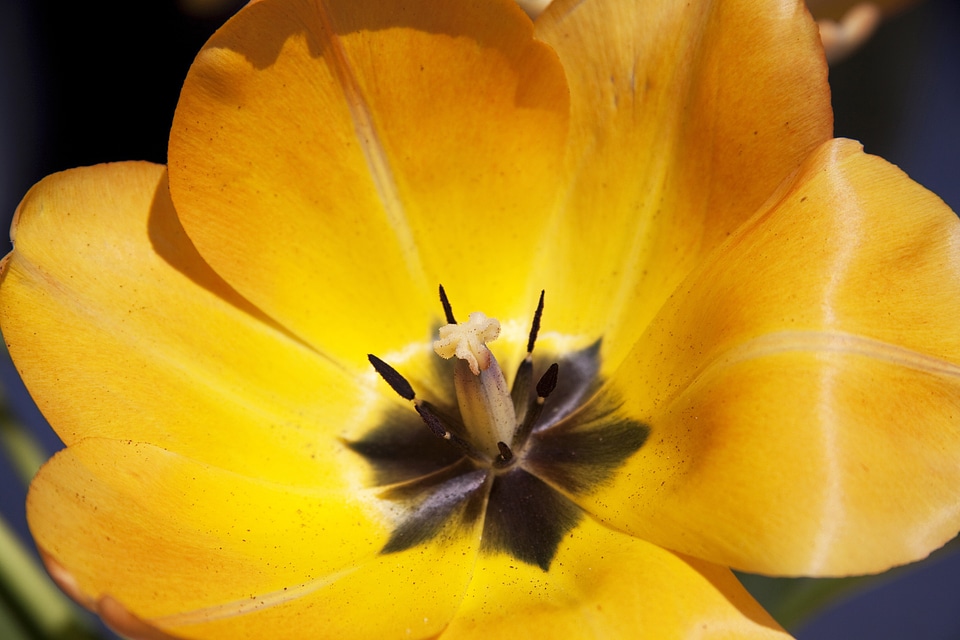 Nature flowers tulips
