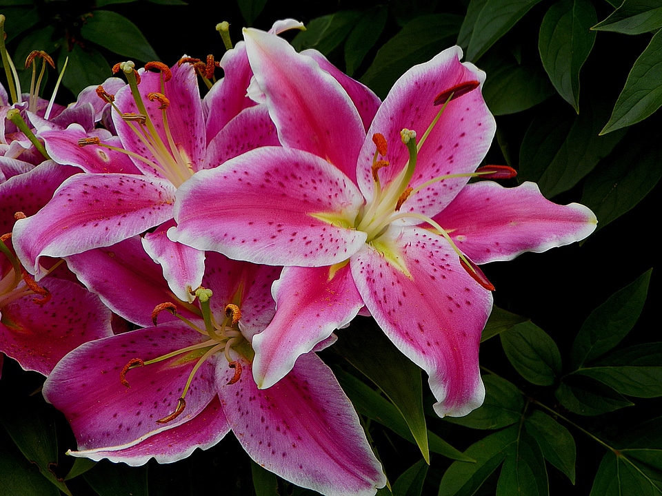 Nature flower flora