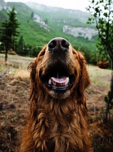 Happy Dog Smile