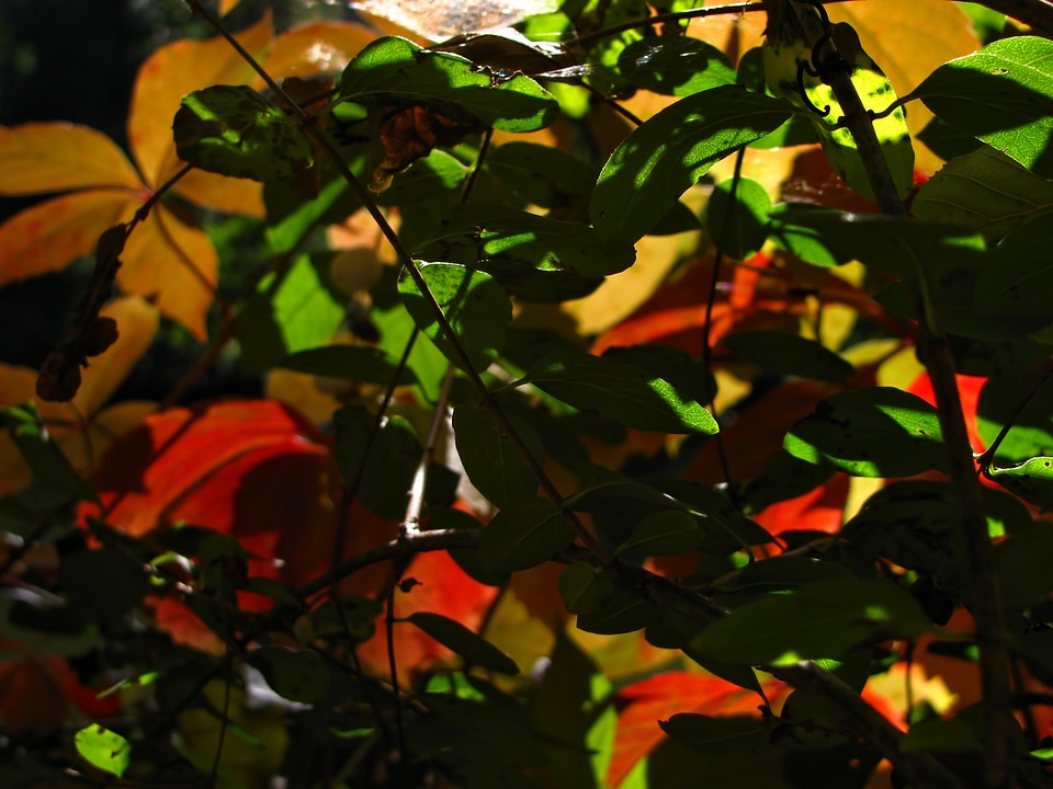 Yellow leafy greens