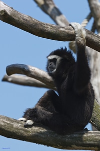 Mammal wanted animal world