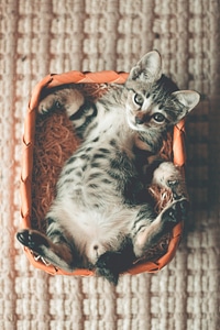 Small Kitten Lying Basket photo