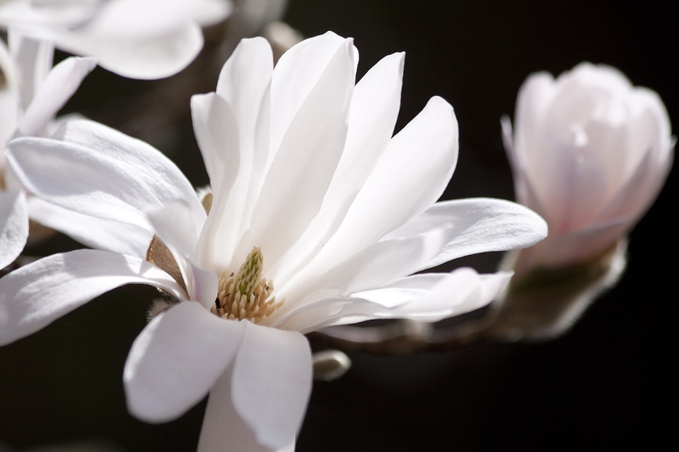Bush spring bloom
