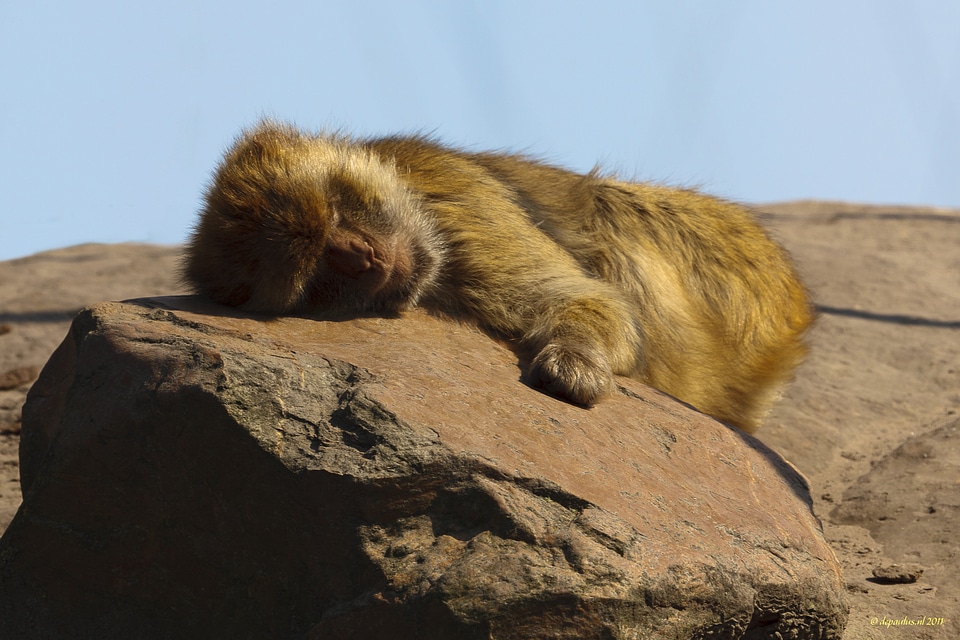 Wild animals nature