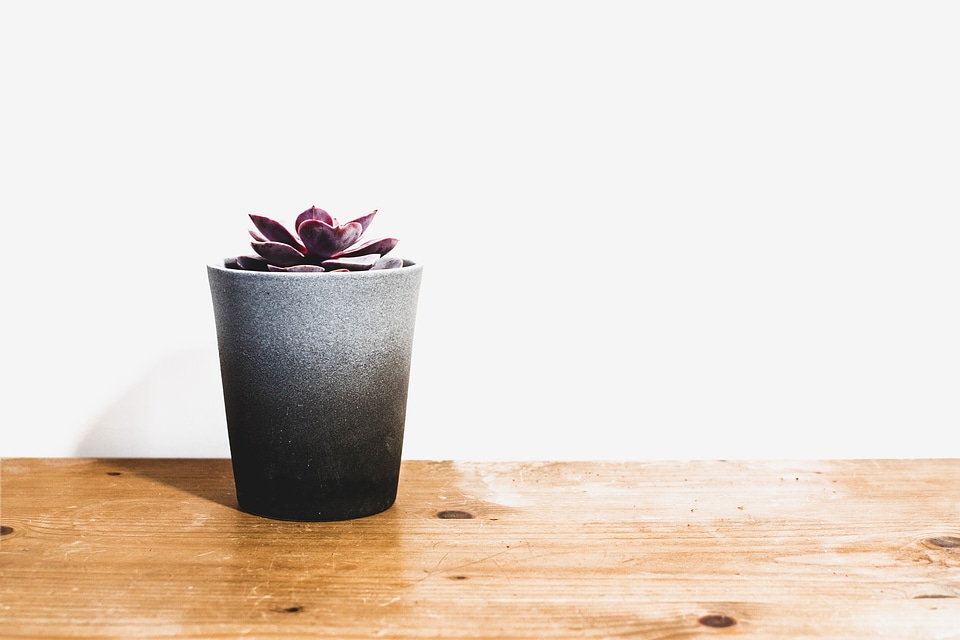 Small House Plant Wood