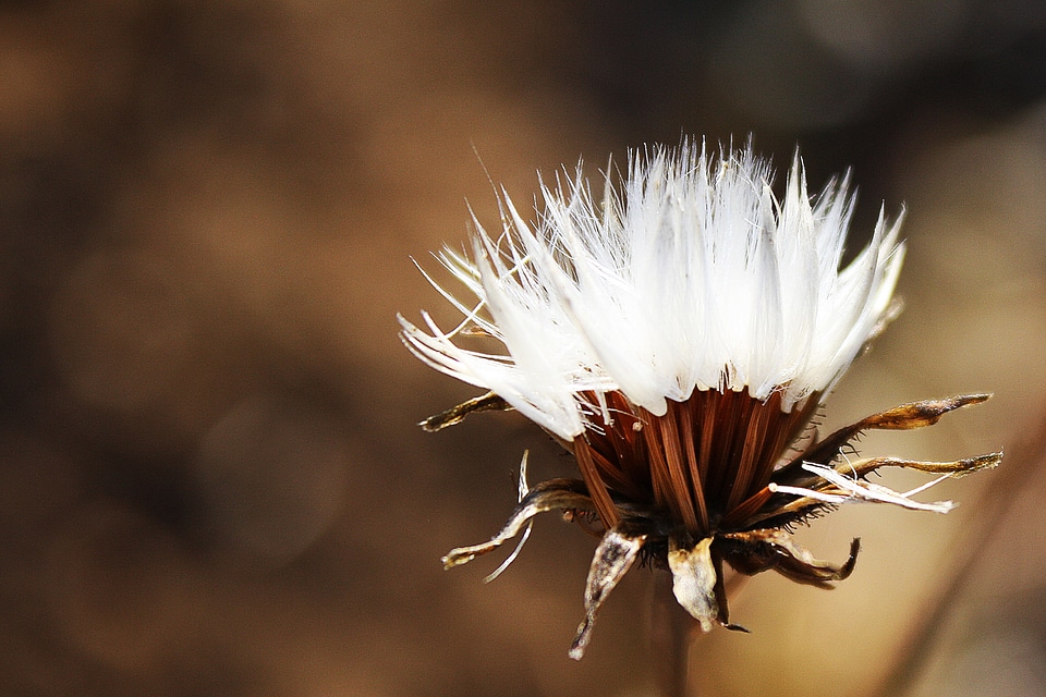 Fluff faded dandelion