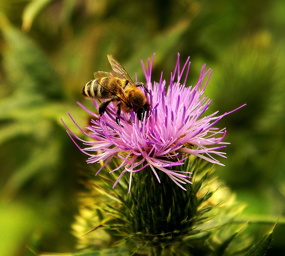 Flora nature bee