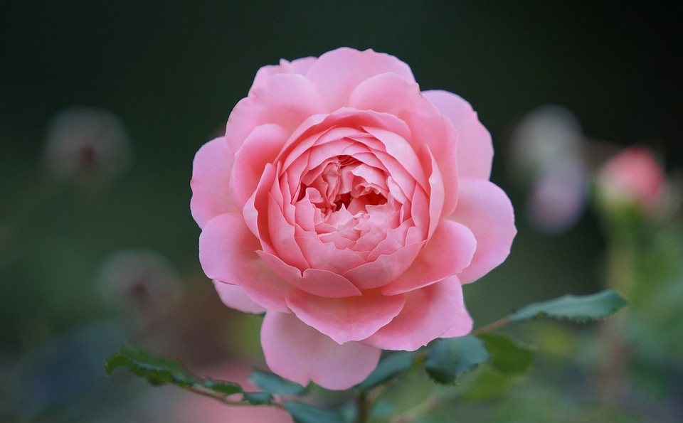 Beautiful Spring Flower