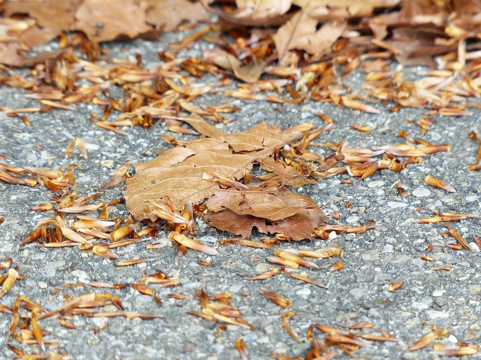 Ground covered fallen