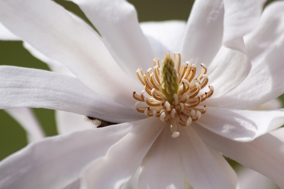 Bush spring bloom photo