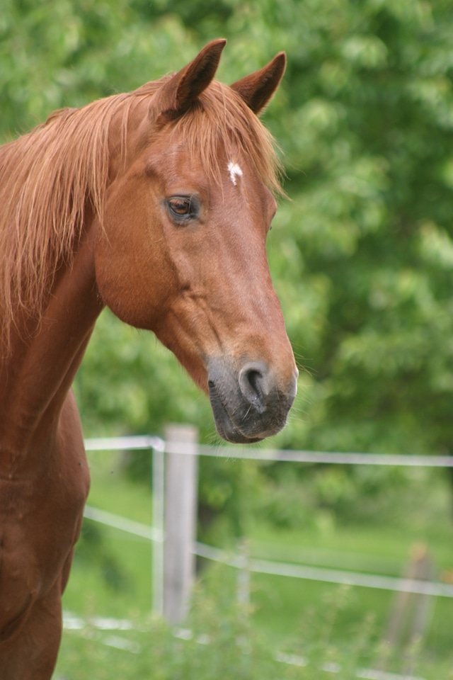 Horse head pferdeportrait friendly